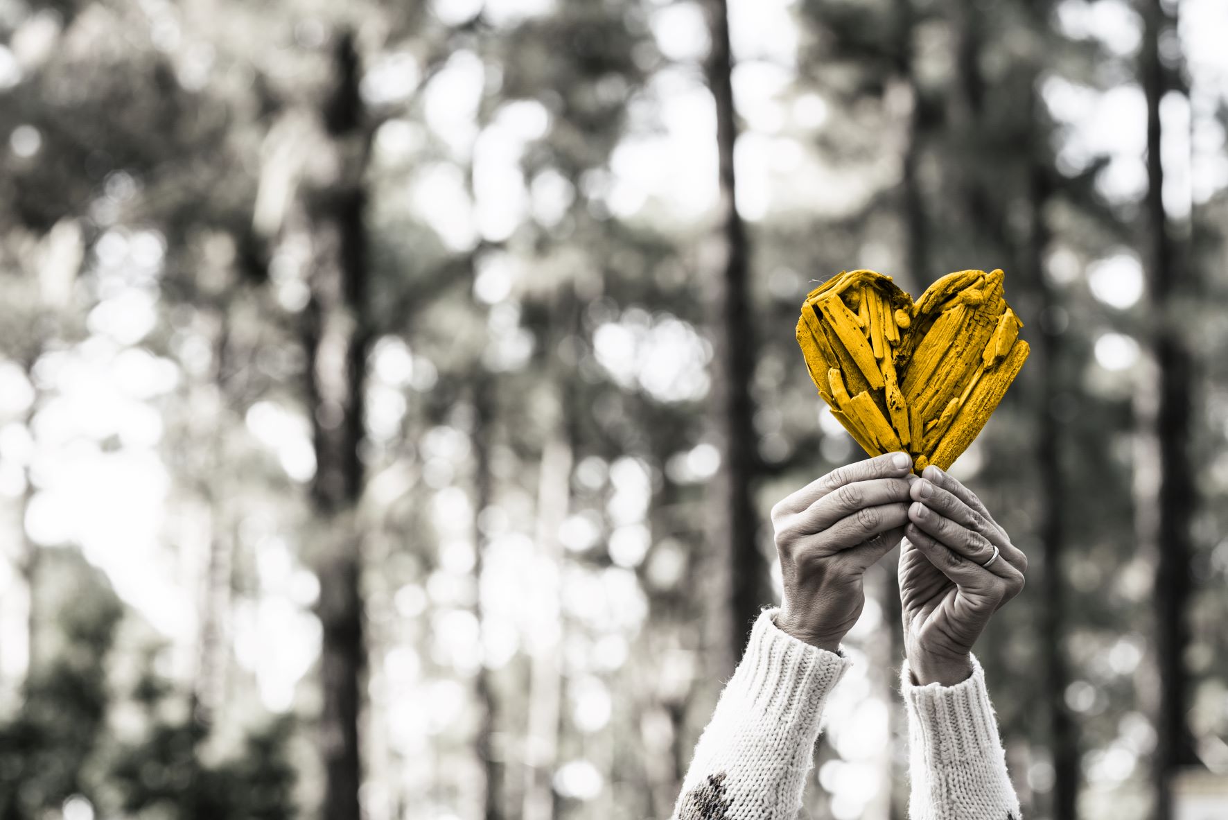 Heart image to represent Machins Wills, Trusts and Probate services