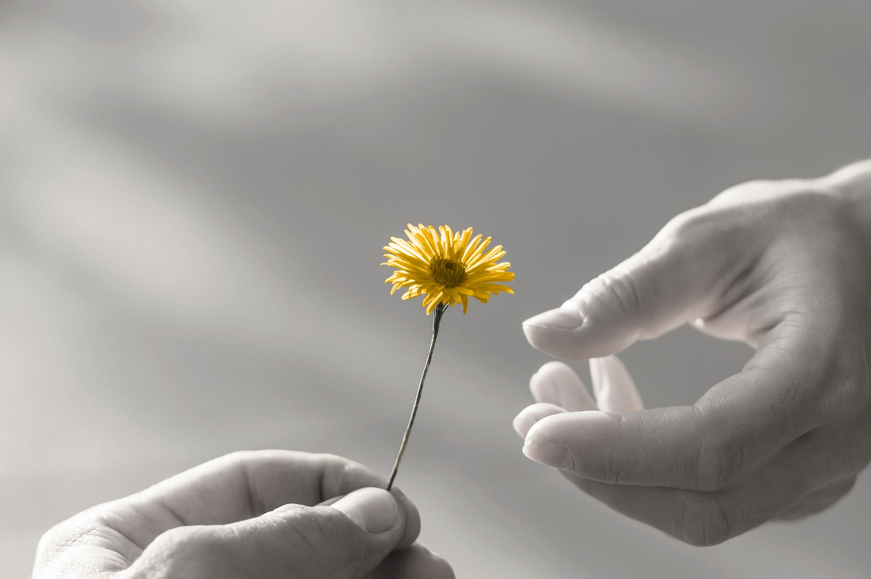 Visual metaphor for protection and support – hands sharing a flower, highlighting the value of appointing an attorney